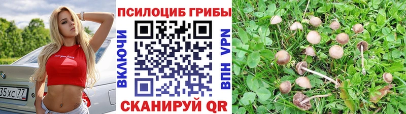 Галлюциногенные грибы Cubensis  shop телеграм  Грозный 